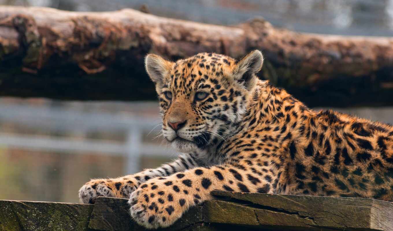 leopard, paw