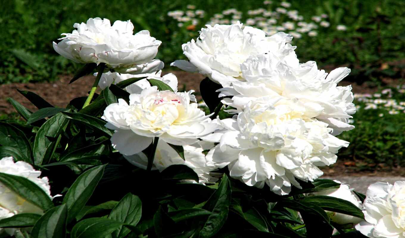 flowers, pink, Olson, pion, amalia