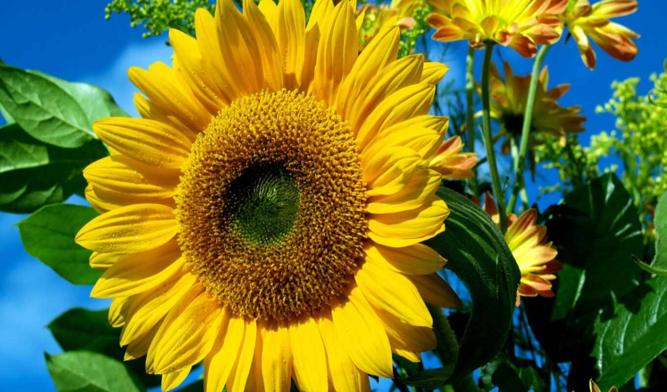 sunflower, buy, plant, sell off, seeds, executive, i'll buy, love, sunflower
