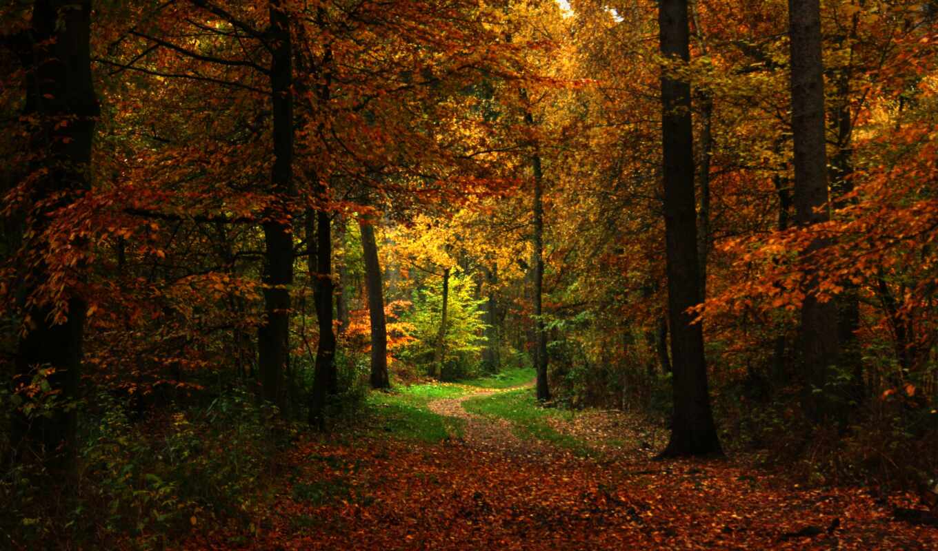 природа, картинка, лес, осень, тропинка