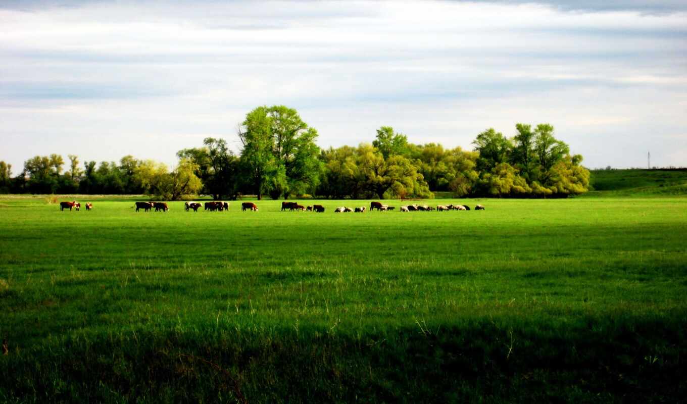 sky, grass, field, landscape, animal