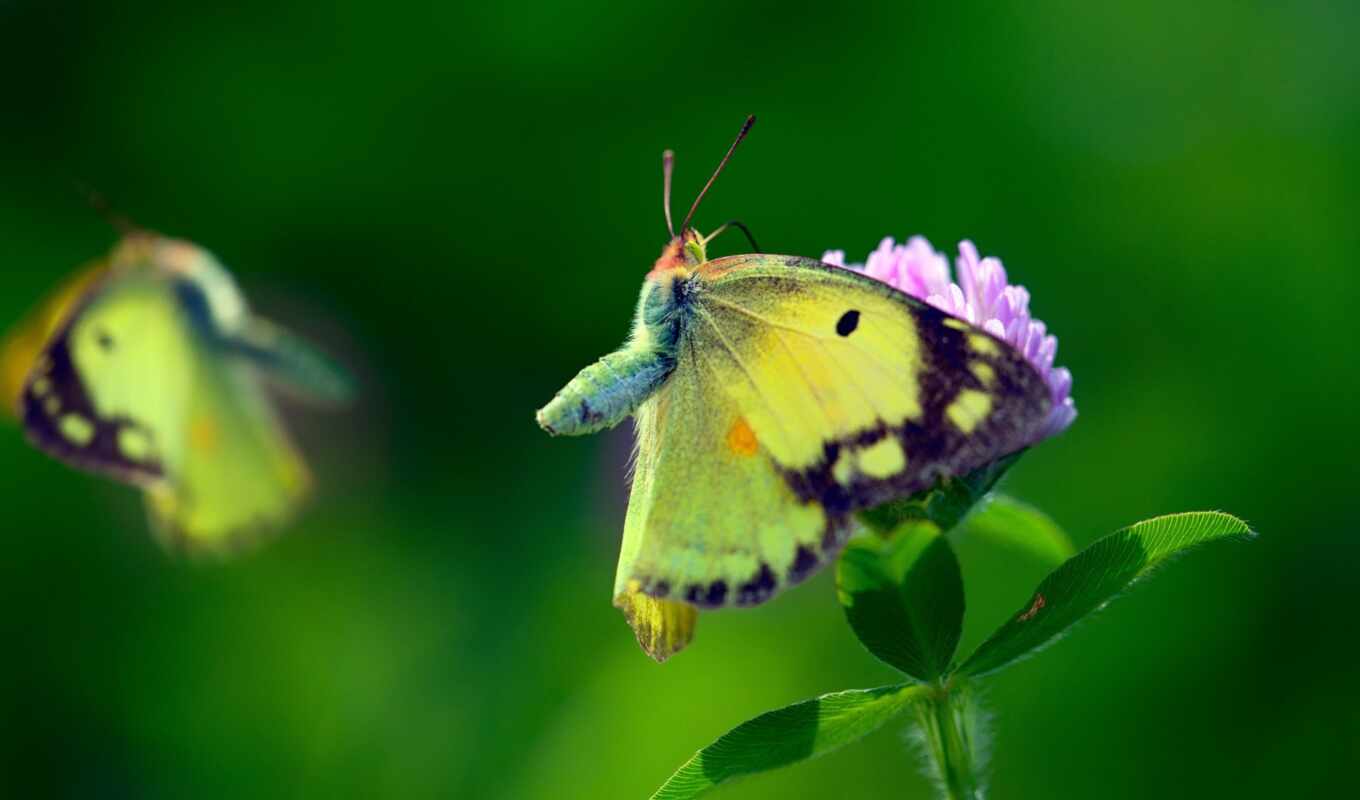 flowers, background, butterfly, sit, clover, greenery