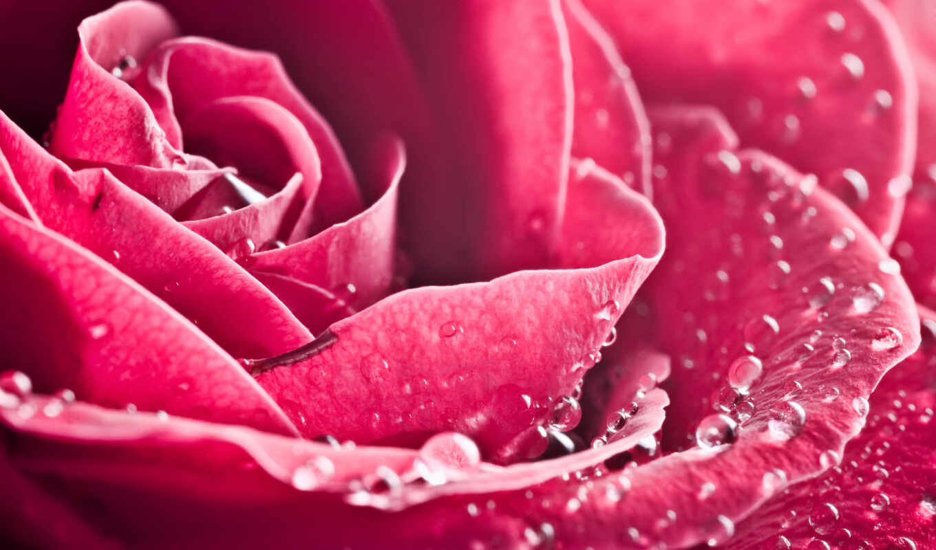 flowers, rose, large, pink, bud, plan