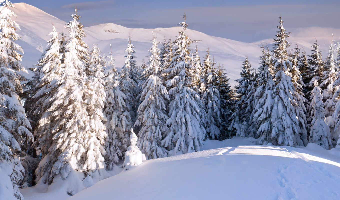 снег, лес, landscape, красивое, елки, фотообои