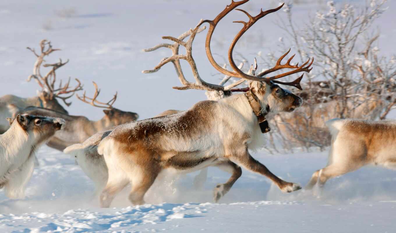 christmas, норвегия, ideas, оленей, олени, северные, ягель