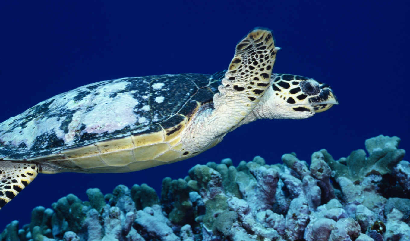 sea, turtle, of, tortuga, image