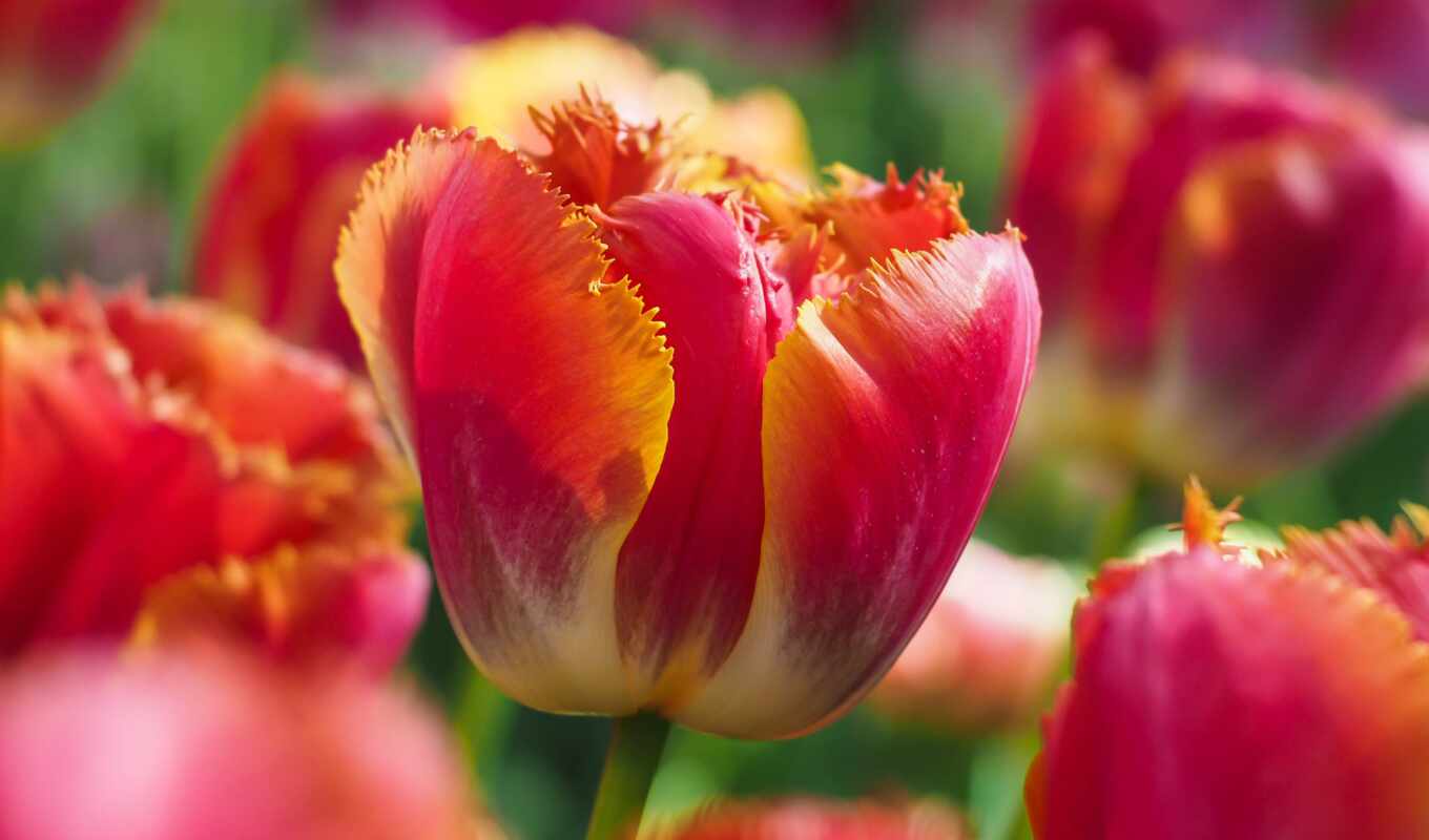 цветы, red, весна, красивый, тюльпан