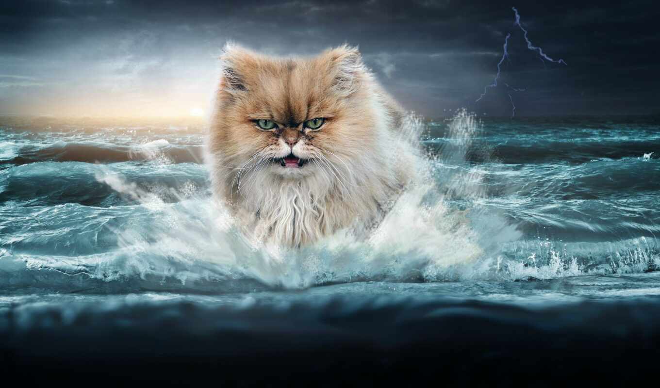 кот, море, lightning