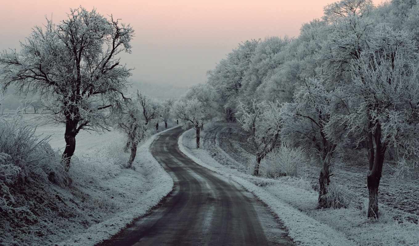 дерево, снег, winter, дорога