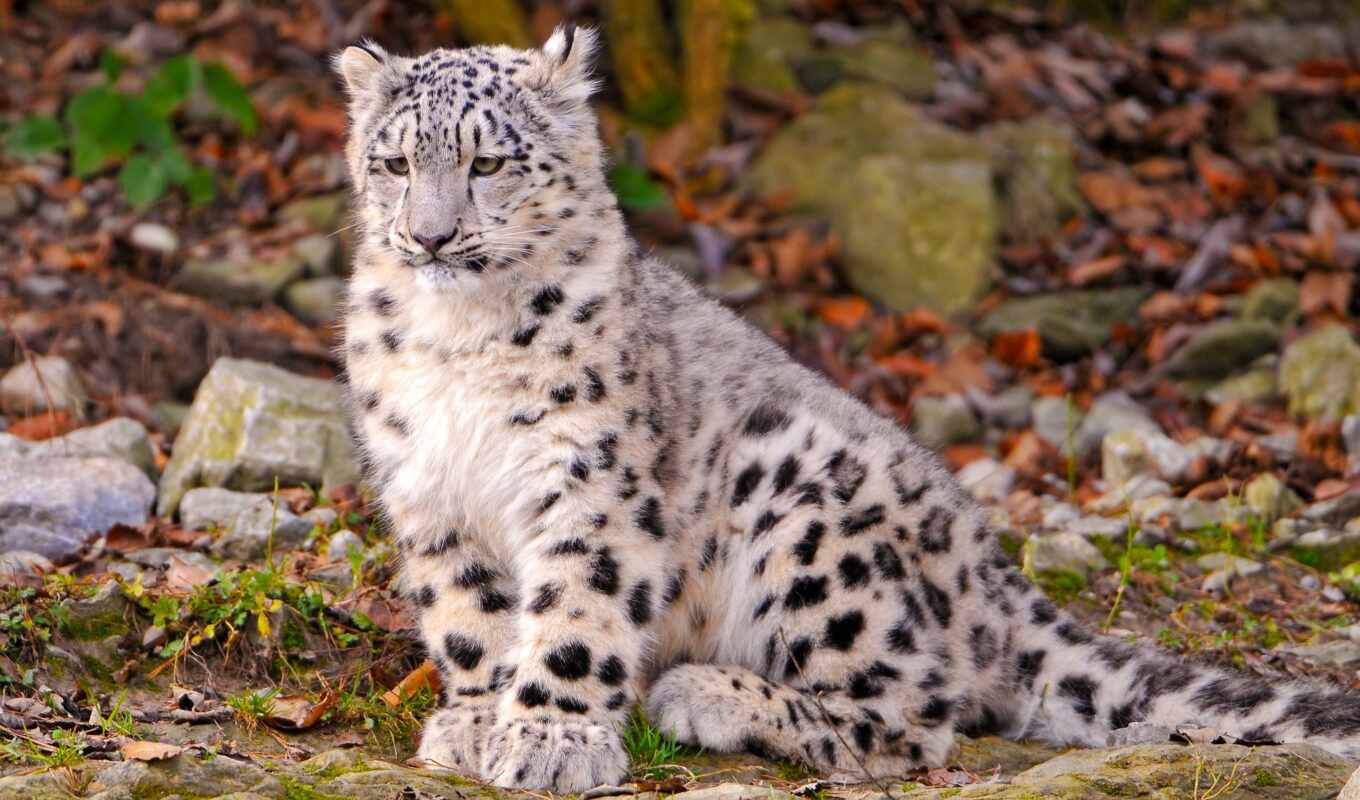 snow, leopard