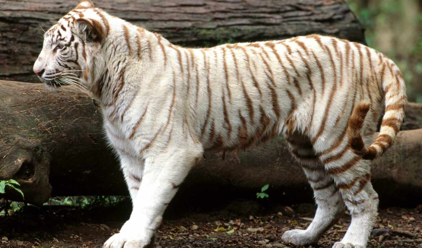 white, tiger, animal