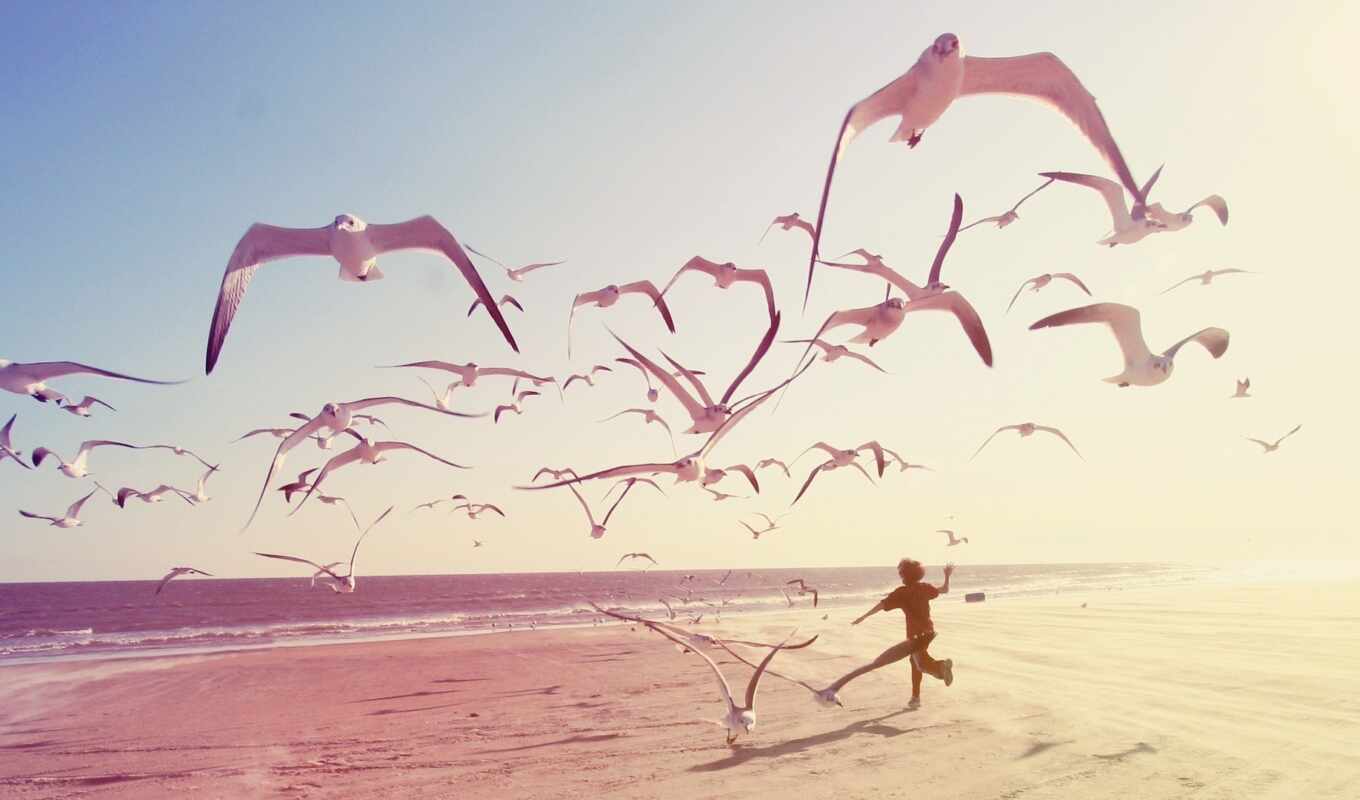 beach, sea, kid, seagull