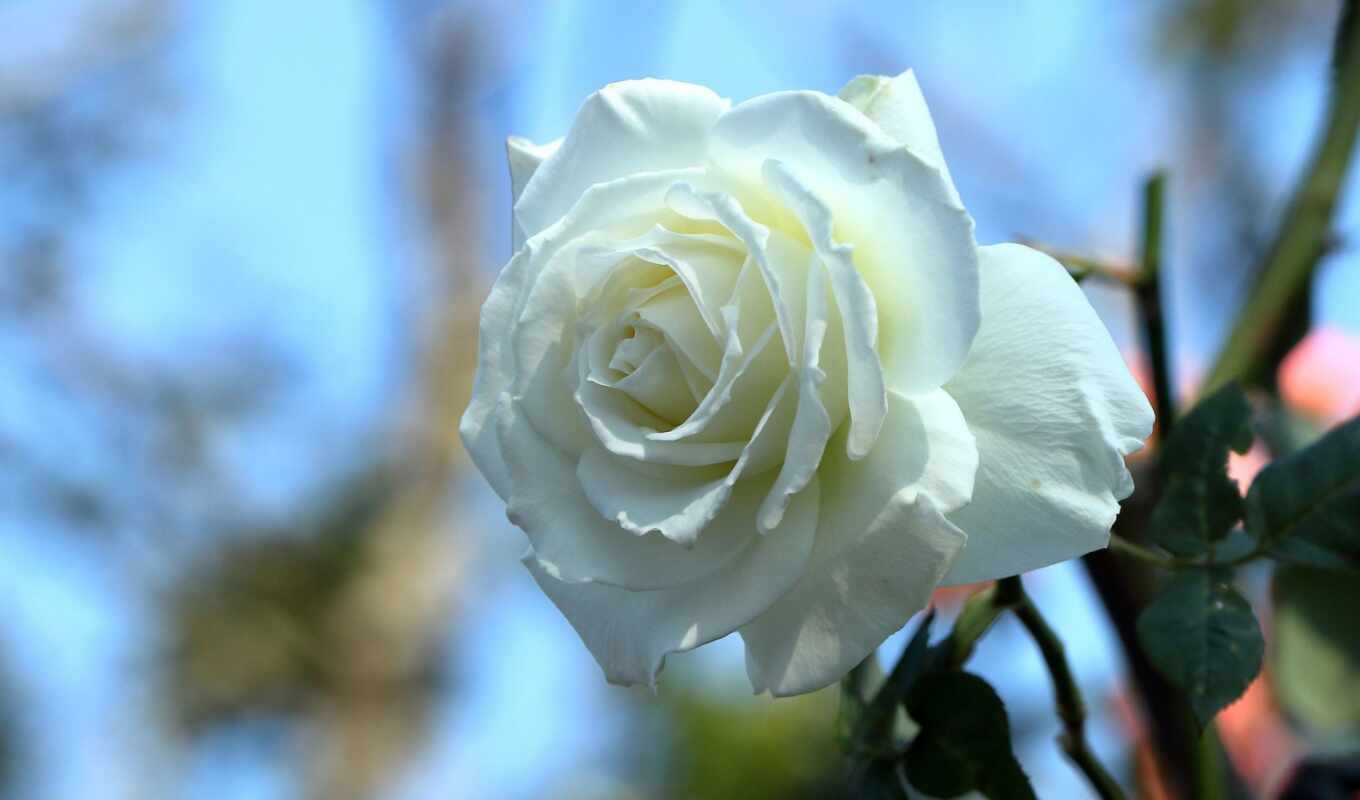 flowers, rose, white, takeoff, peakpxpage