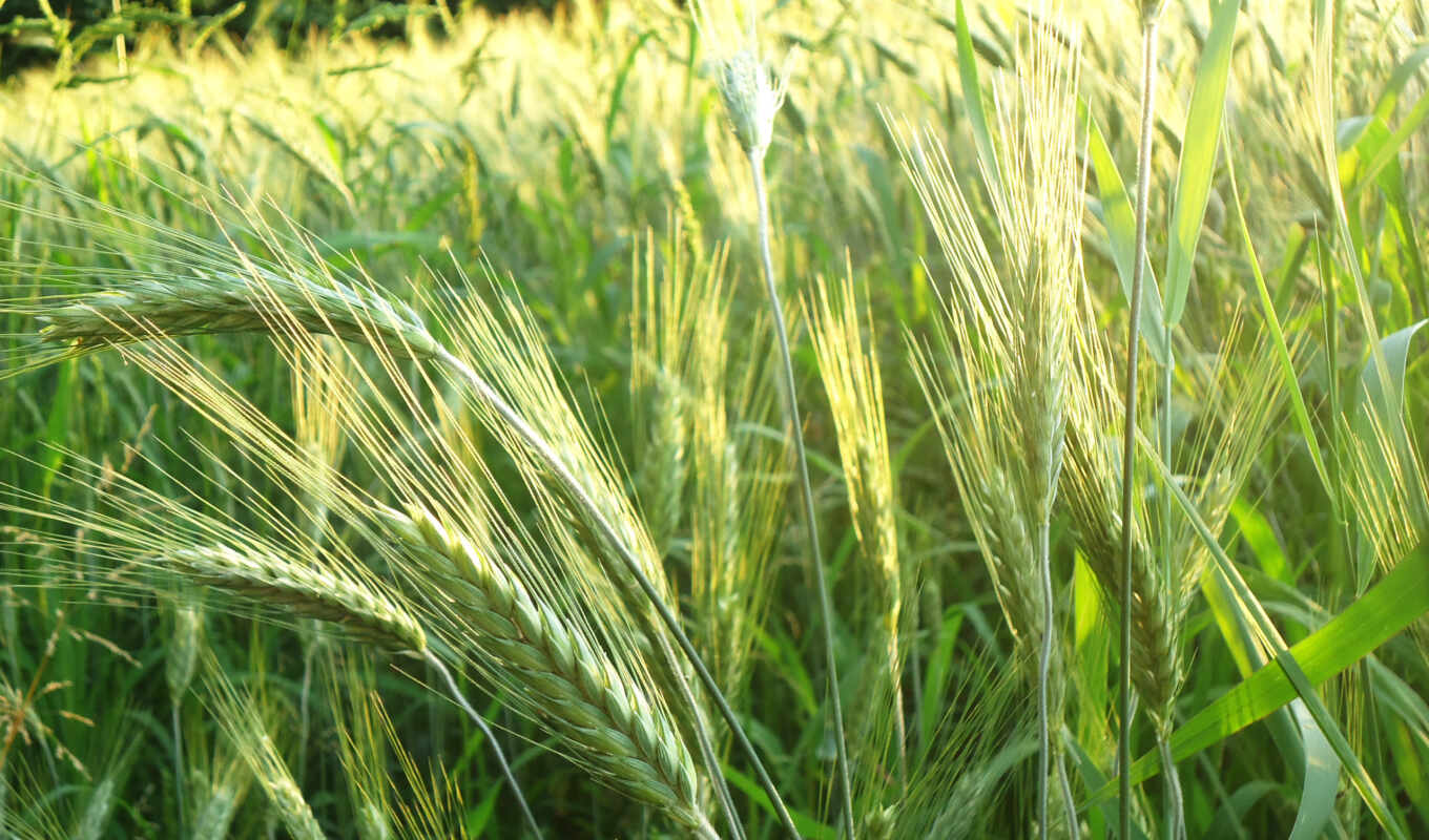 природа, колоски, пшеница