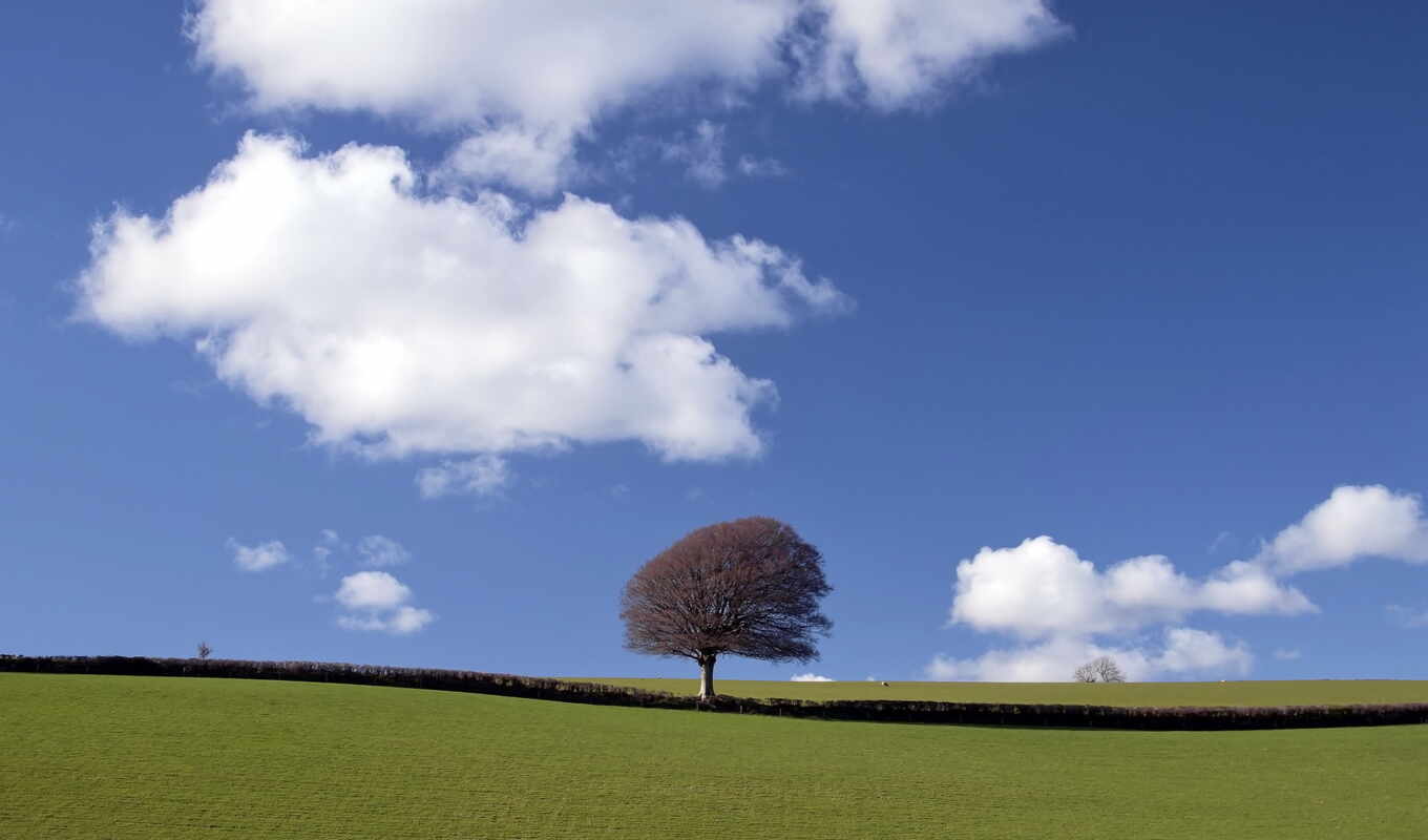 sky, photo, resolution, tree, images, stock, getty