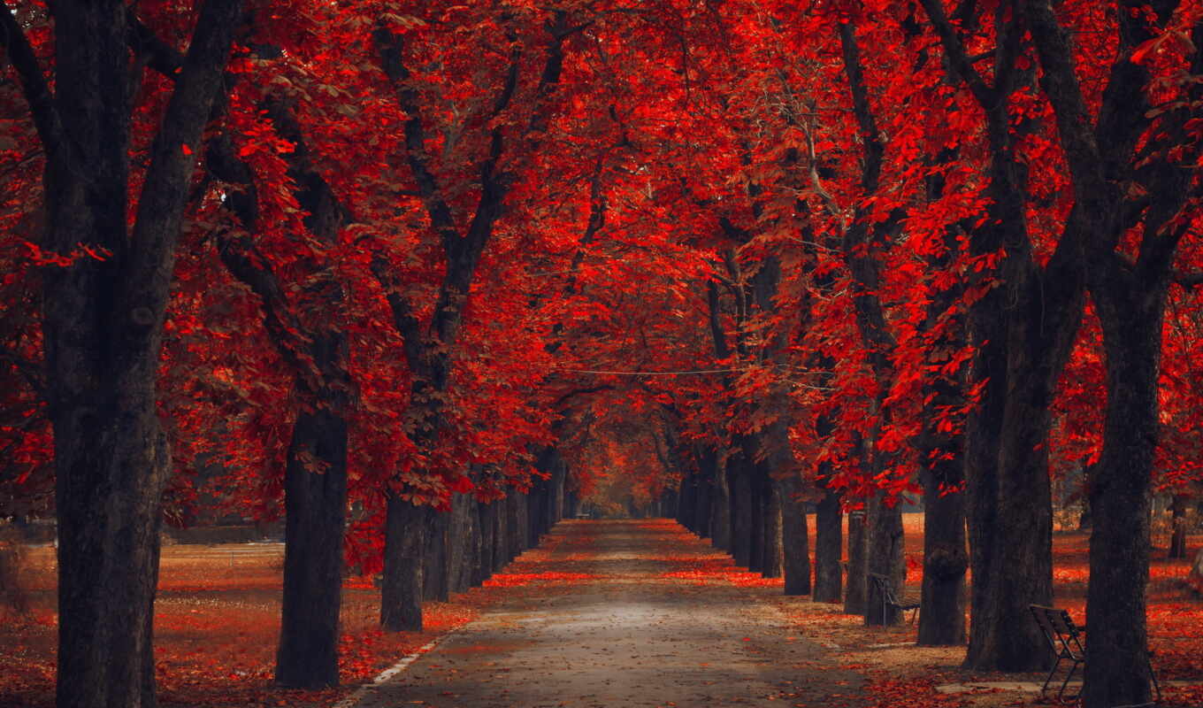 texture, red, background, autumn, screen, nature, rboles, autumn, park