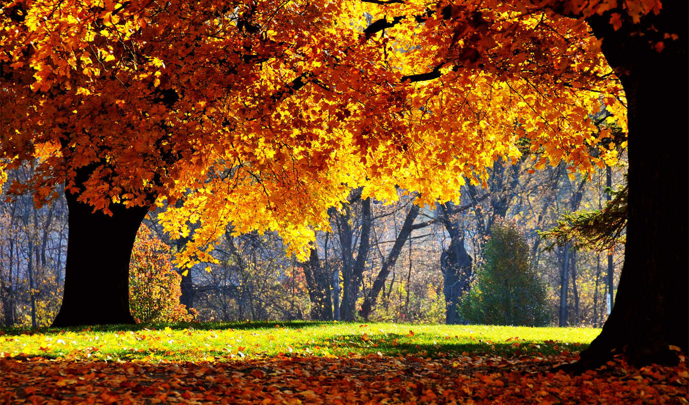 природа, года, time, осень, природы, разные