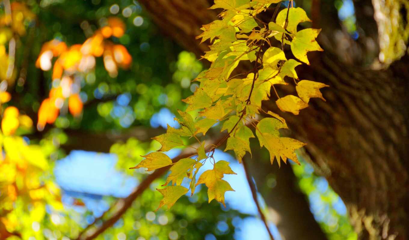nature, android, mac, macro, leaves, autumn, foliage, branch, trees