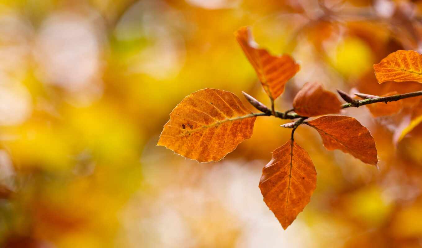 природа, осень, листва, вида, mudan-a