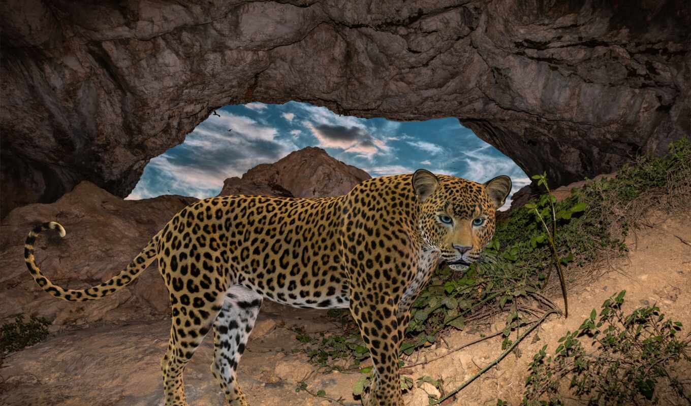 кот, биг, леопард, wild, animal, african, public, grande, domain, pixabay, fmedic