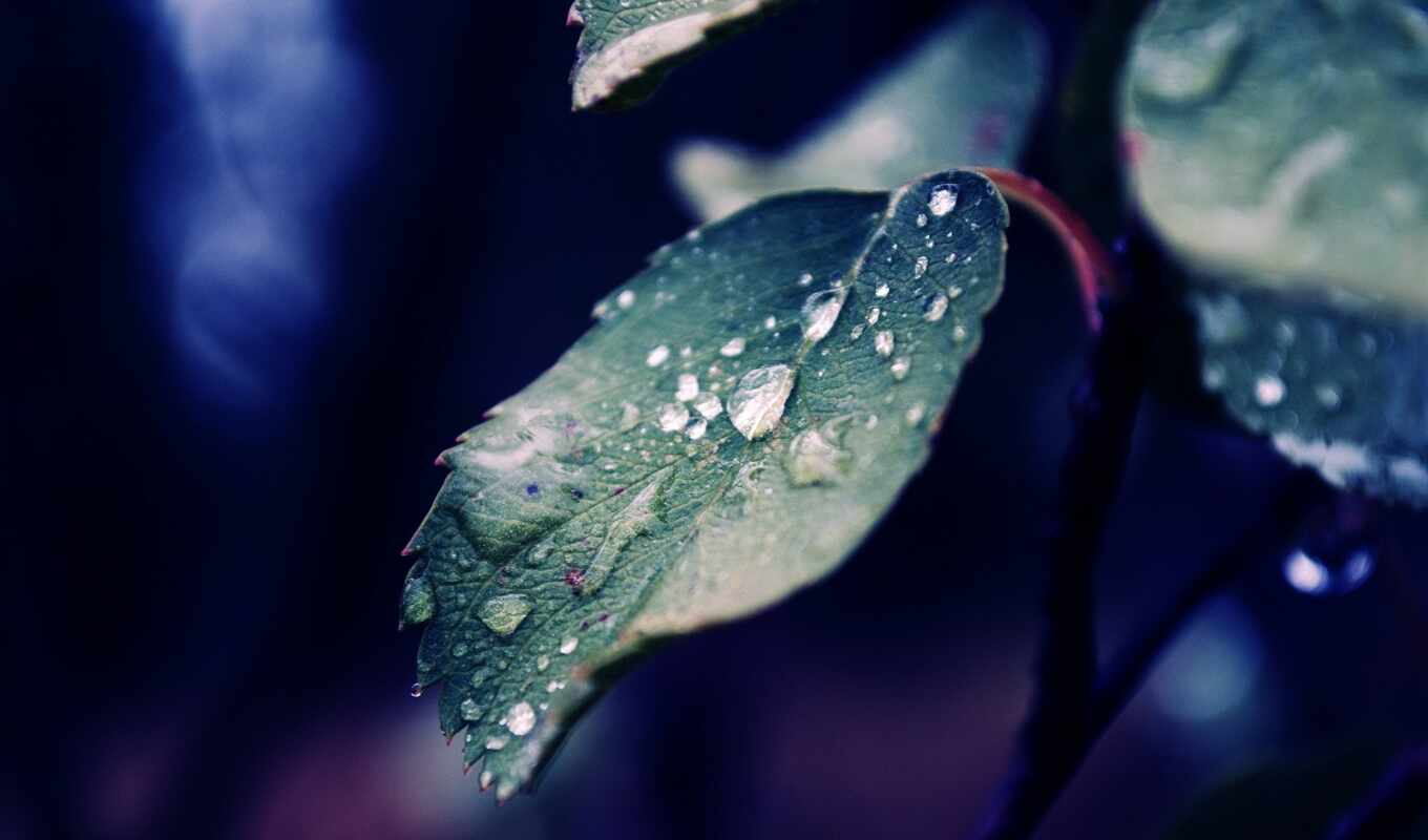 nature, good, flowers, drop, sheet, rain, water, more, leaf, for example, makryi