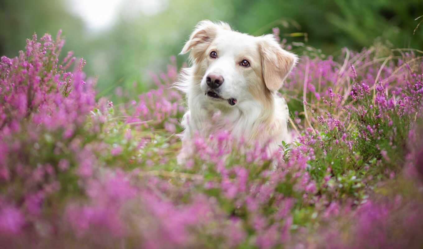 цветы, summer, white, cute, собака, portrait, смотреть, animal, side