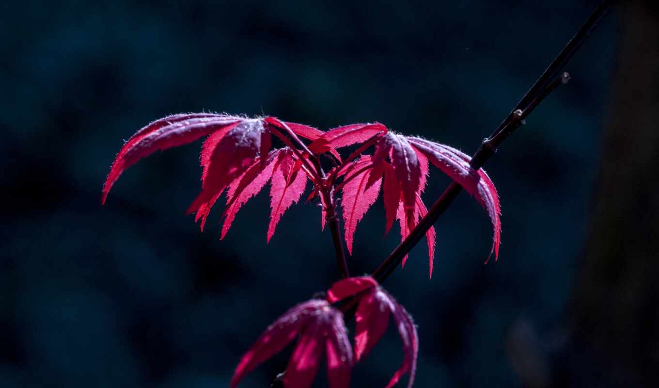 хороший, лист, красное, осень, branch, maple, darkness, пожаловаться, makryi
