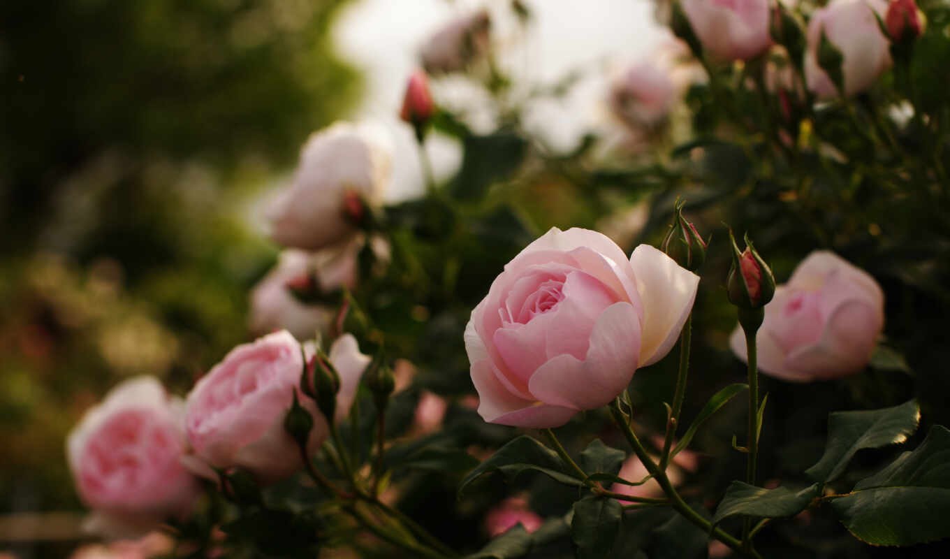 flowers, rose, white, garden, pink, bouquet, bush