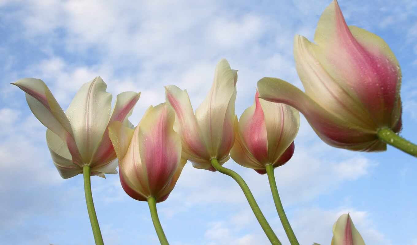 under, down, tulip
