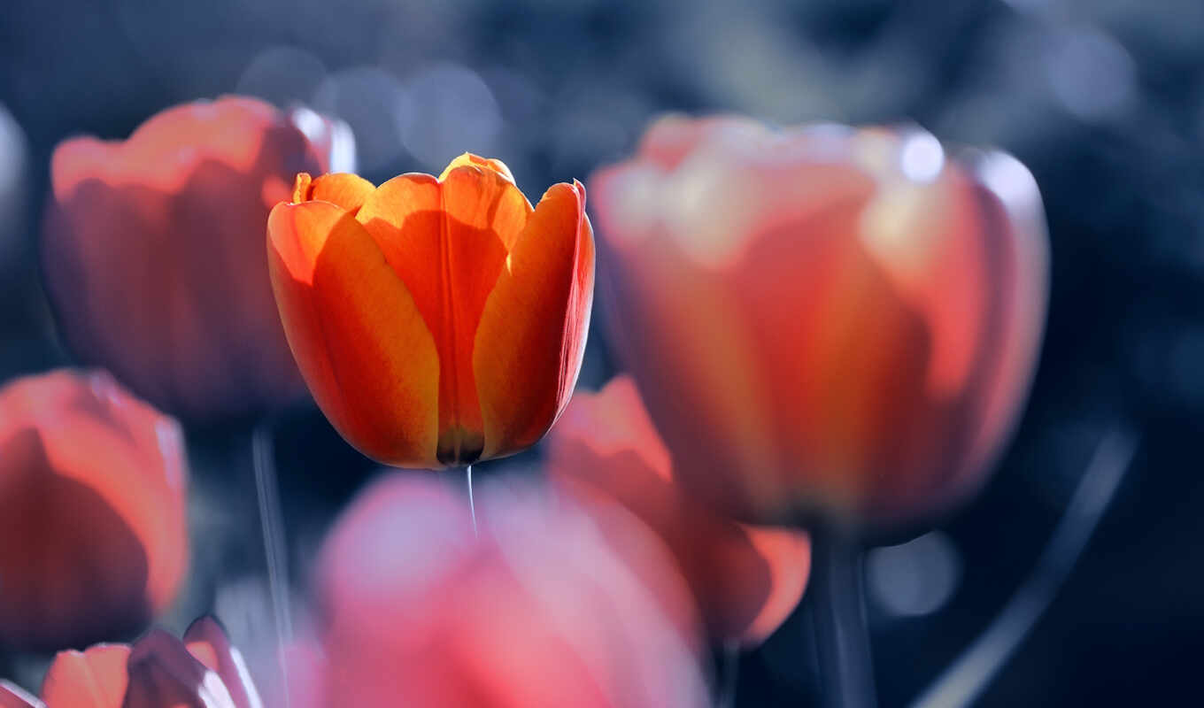 цветы, фотограф, тюльпан