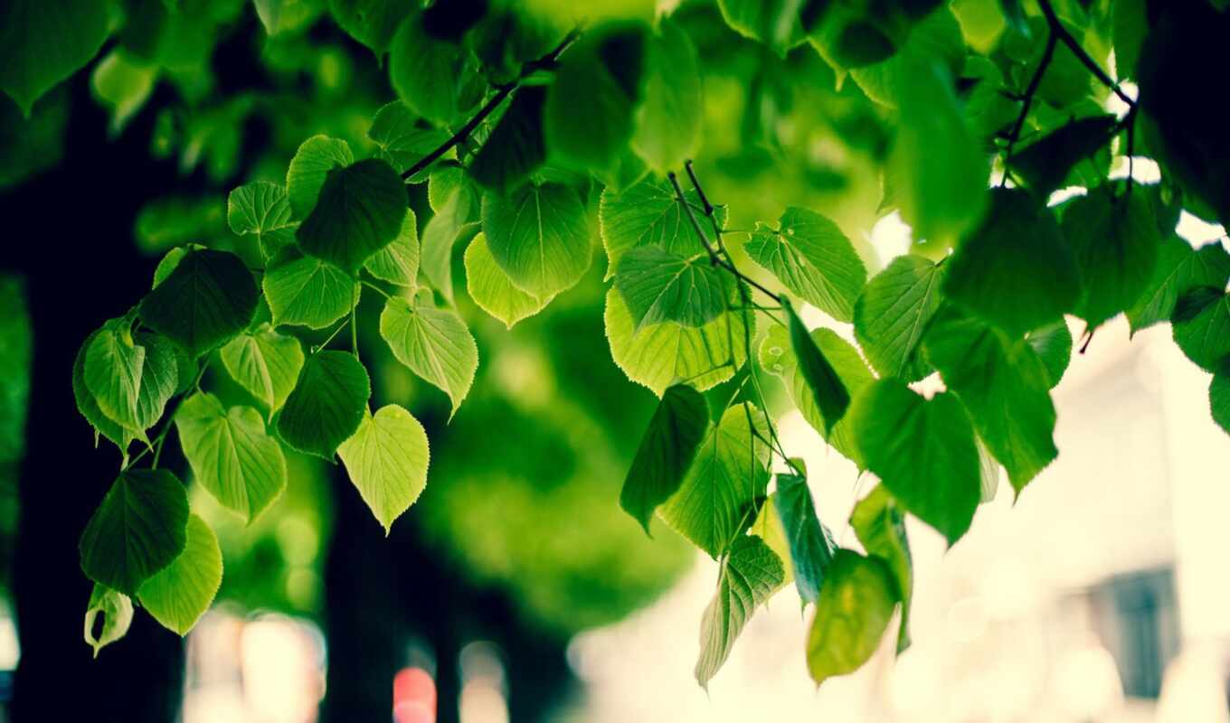 природа, лист, дерево, листва, красивый, oir