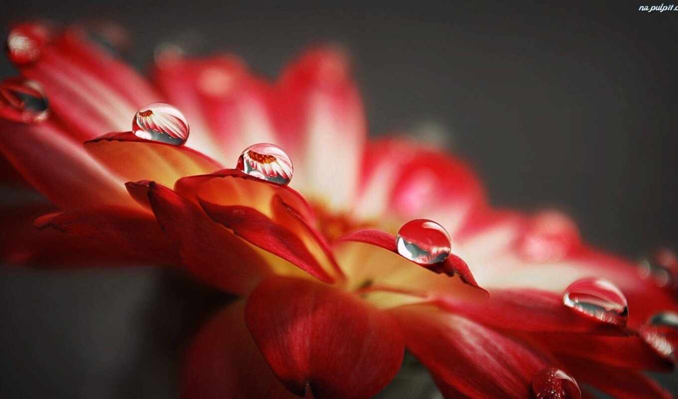 flowers, drop, water, red