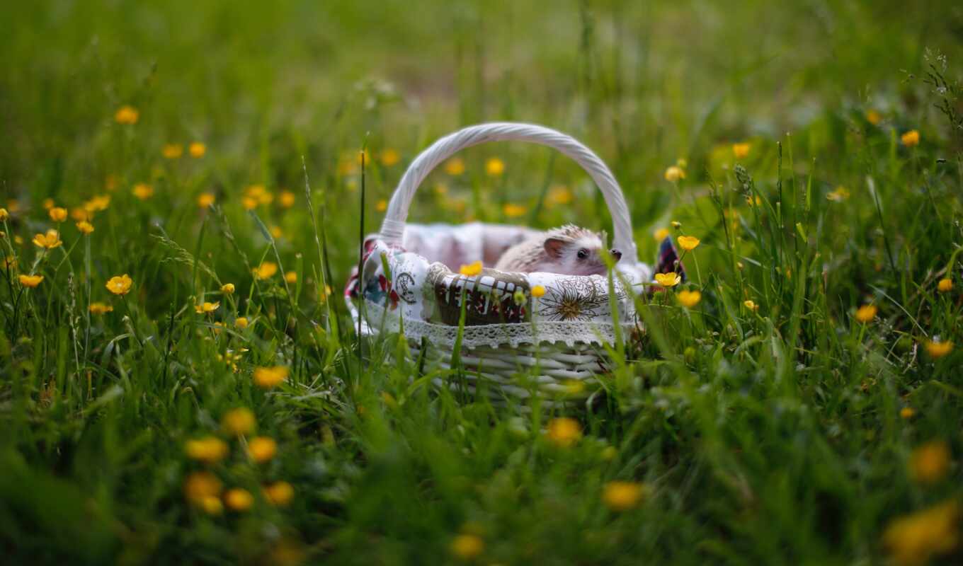 flowers, grass, animal, hedgehog, basket