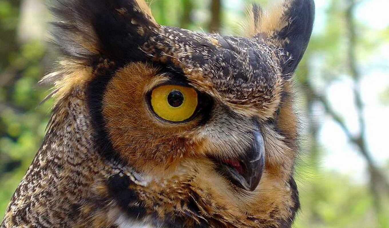 owl, great, bird, horned