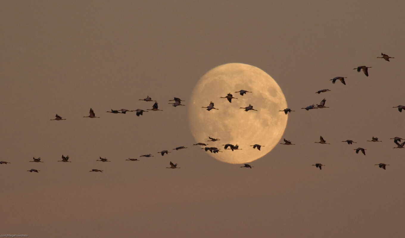 луна, птица, animal, goose