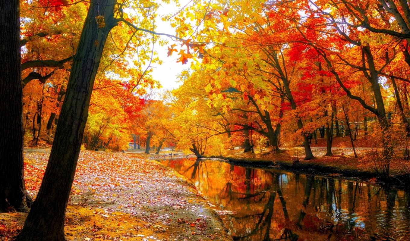 природа, листья, мини, осень, park, река, trees