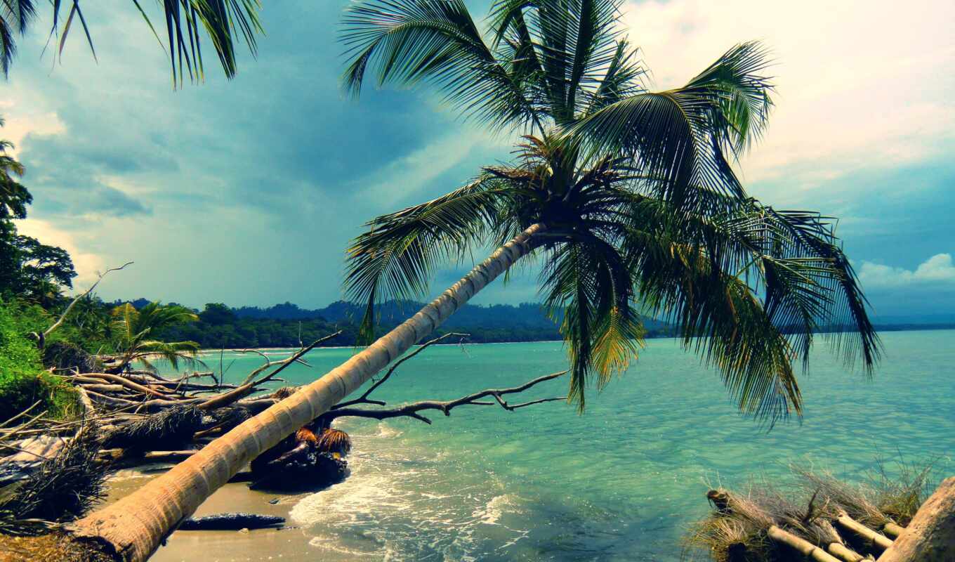 nature, landscape, sea, coast, palm trees, island, ocean, rest, bali