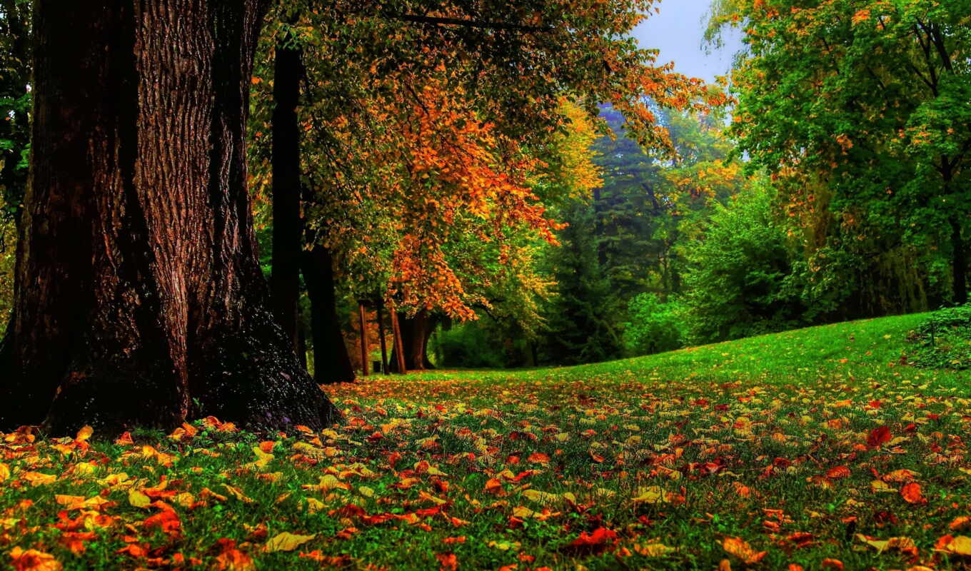 природа, лес, ukraine, осень, яndex, nadia, вязание, коллекциях, карасова