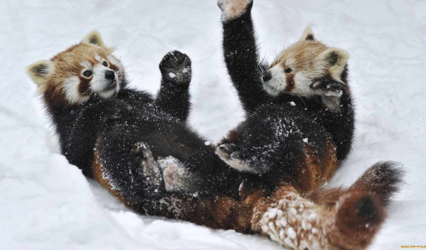 video, Red, they, red, zoo, panda, pancakes, snow, red, small, panda