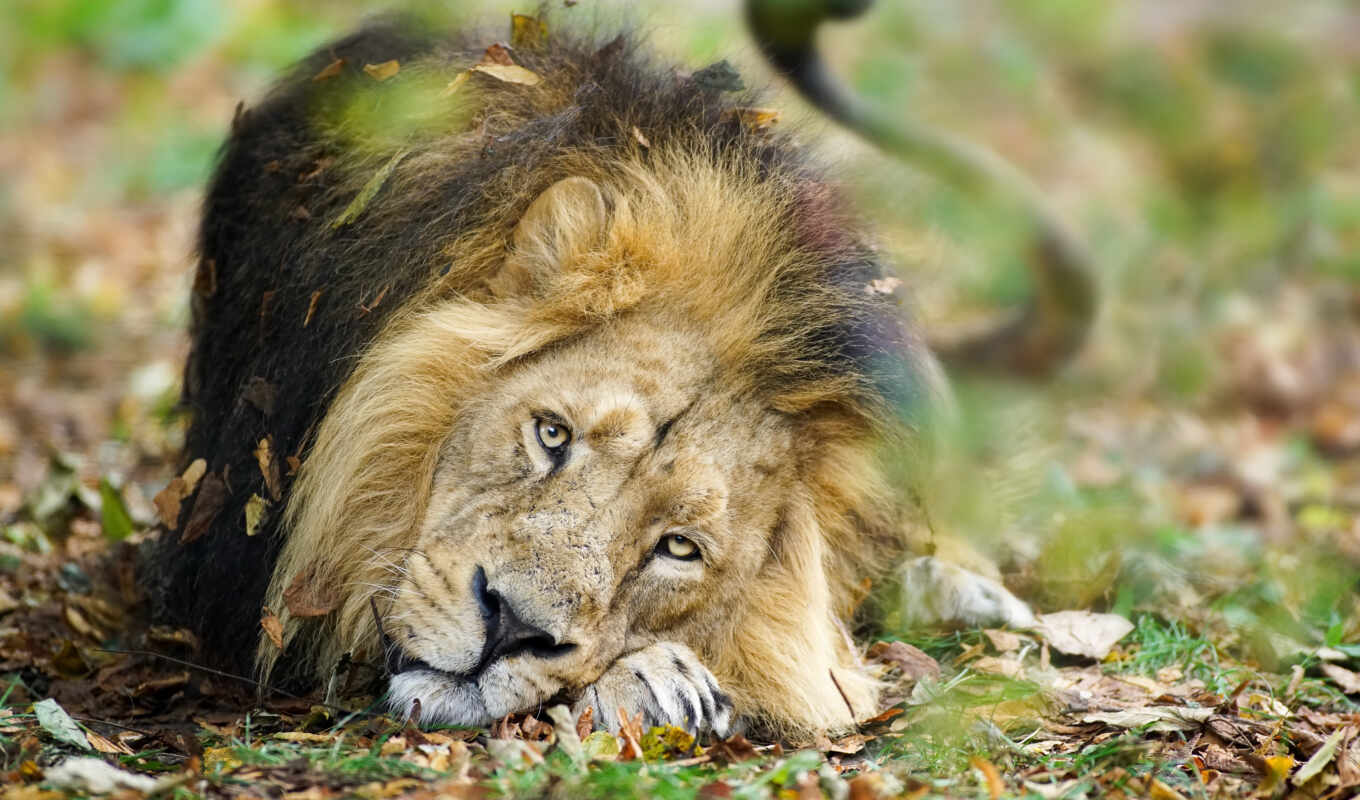 lion, биг, животные, львы, masai