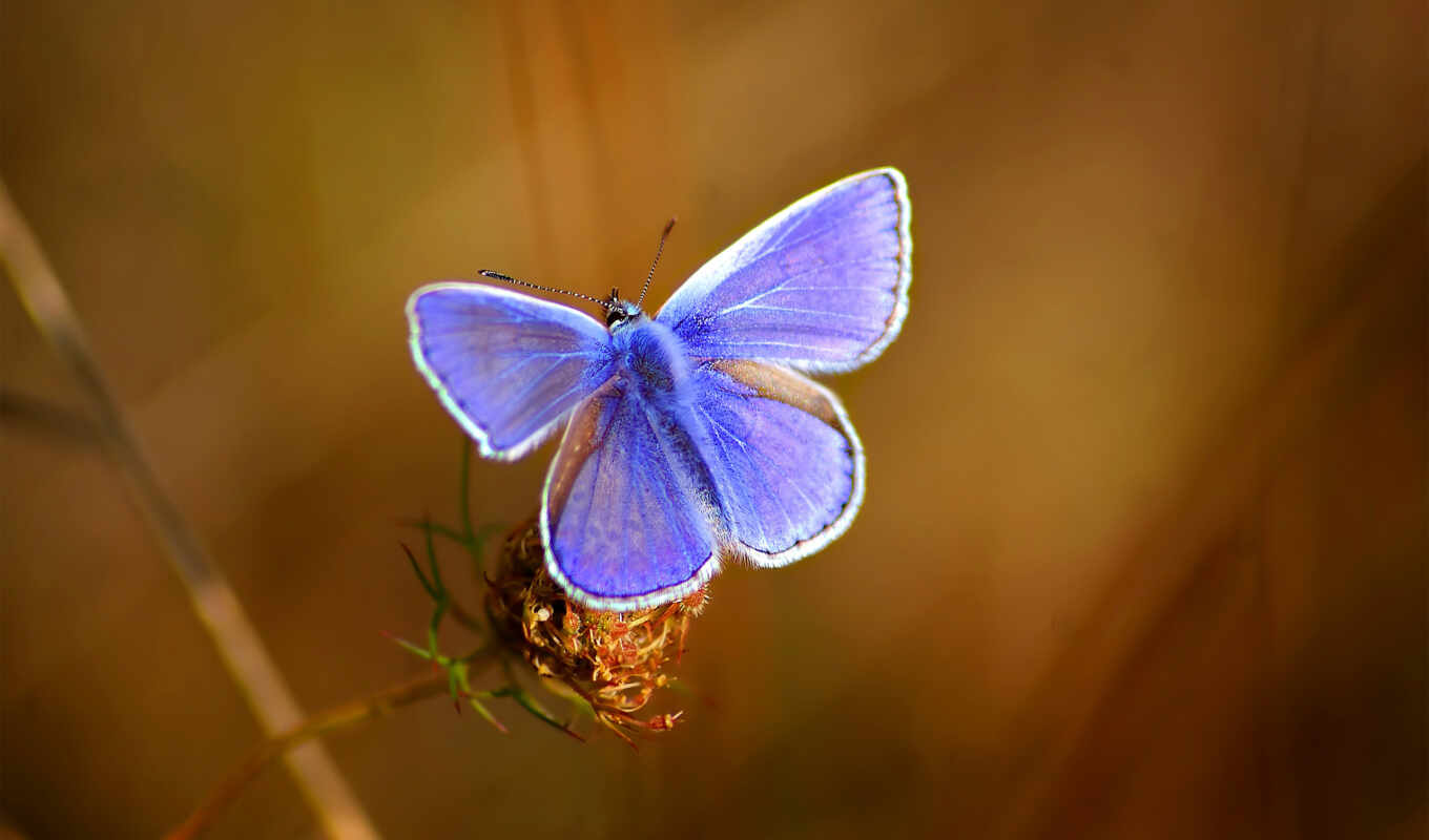 фото, бабочка, красивый, positive, zaryaditsya