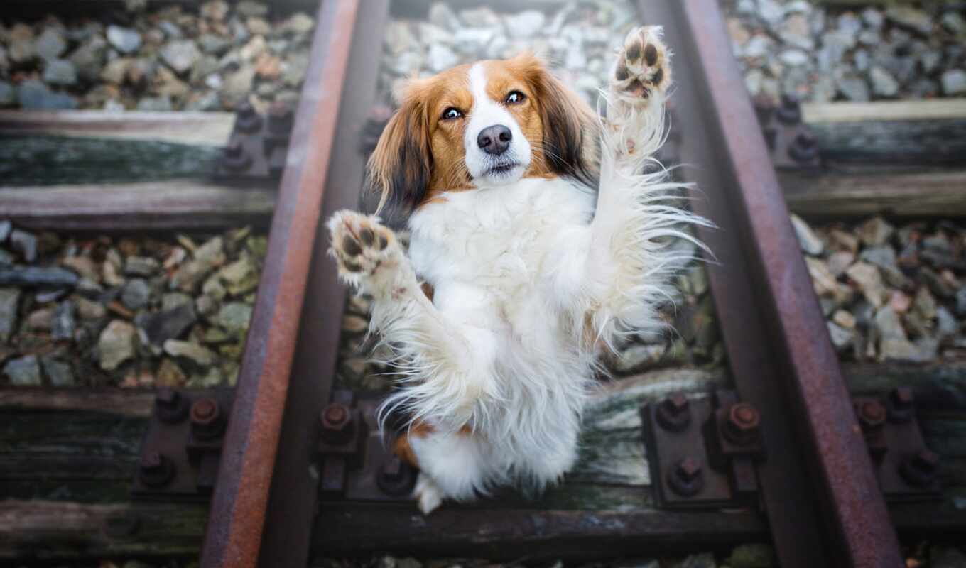 взгляд, камень, глаза, собака, поза, смотреть, rail, лапа, railroad
