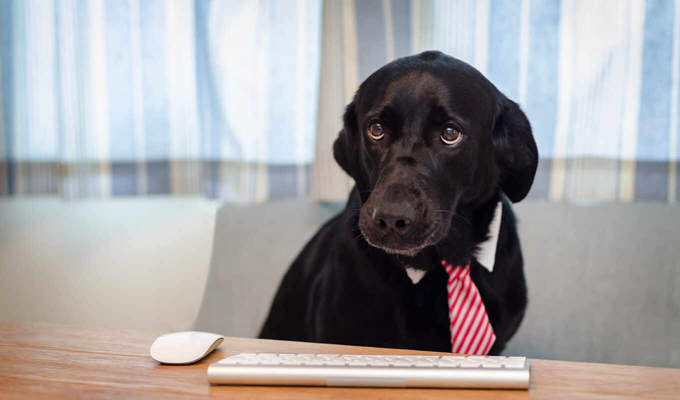 black, a laptop, dog, Labrador, avatar, retriever, forum, curtain, schwarzer