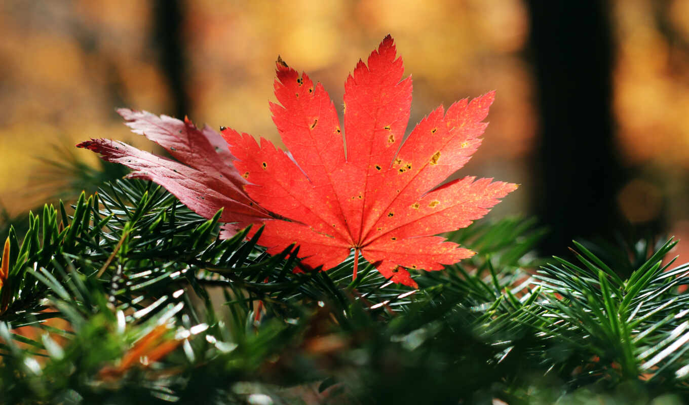 природа, цветы, лист, осень, maple