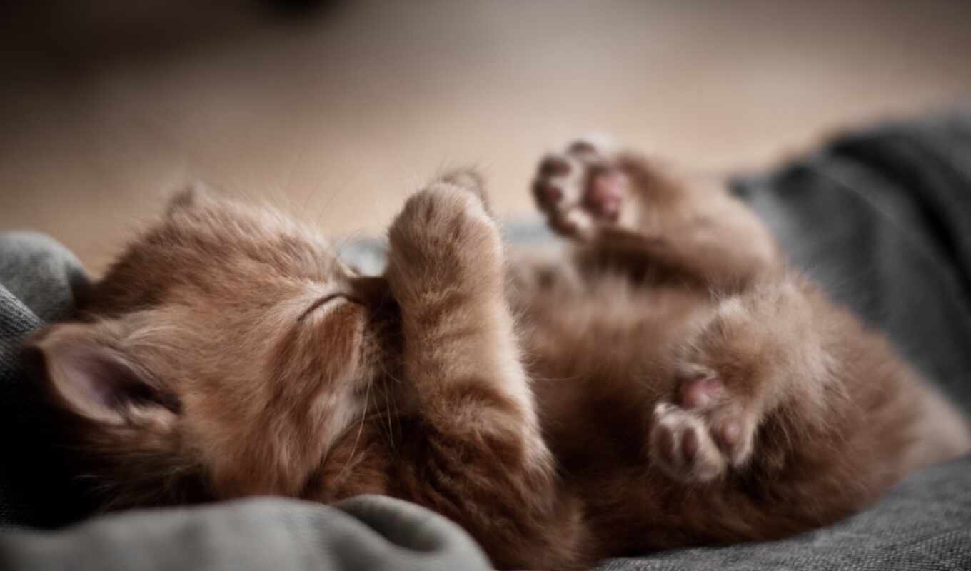 cat, cute, brown, kitty, sleep, kitty