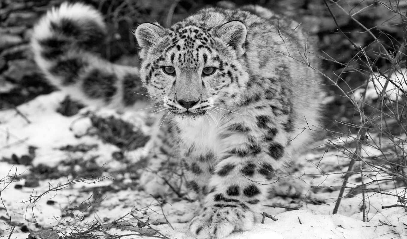 snow, leopard