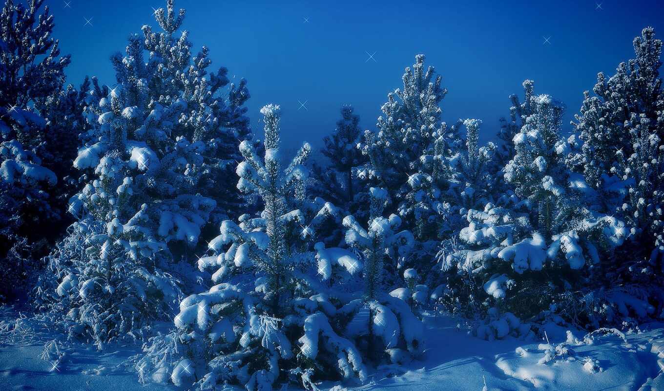 природа, деревья, картинка, синий, снег, christmas, зима, елки