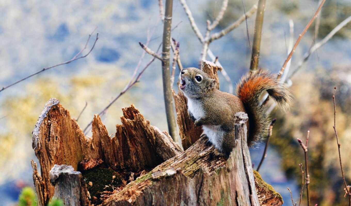 nature, winter, squirrels, stump