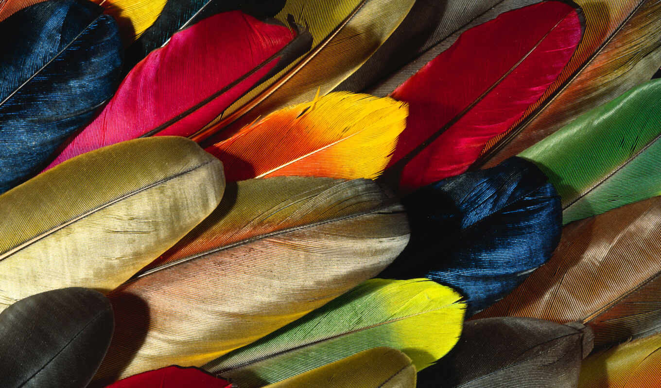 попугаи, разноцветные, перо, перья