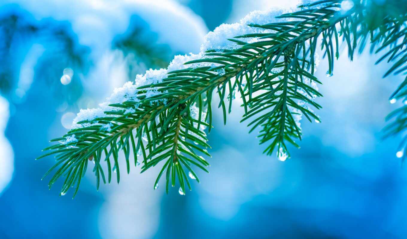 картинка, капли, макро, дерево, снег, winter, branch, боке, иголки, ёль, елка